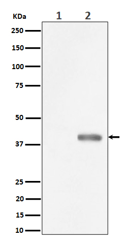 Western blot analysis of Phospho-PBK/TOPK (Thr9) expression in (1) HeLa cell lysate; (2) HeLa cell treated with Nocodazole lysate