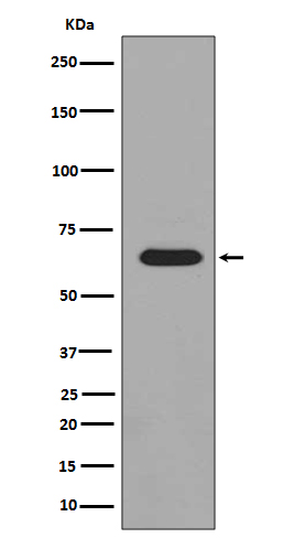 p03124 wb