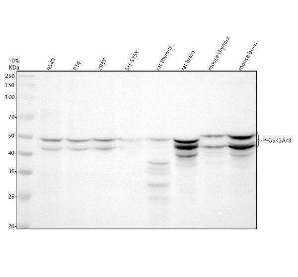 p03152 1 gsk3a b primary antibodies wb testing 1