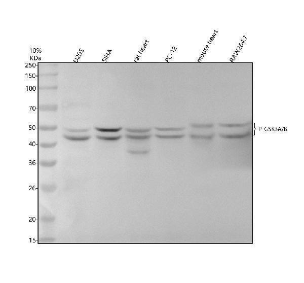 p03152 1 gsk3a b primary antibodies wb testing 2