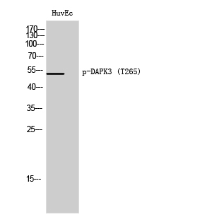 p03300 dapk3 primary antibodies wb testing 2