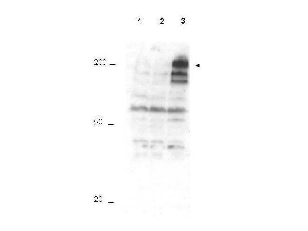 p03471 2 apc1 primary antibodies wb testing 1