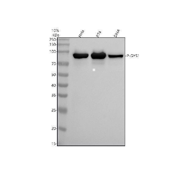  Western blot analysis of Phospho-Glycogen synthase 1 (S641) using anti-Phospho-Glycogen synthase 1 (S641) antibody (P03512-2)