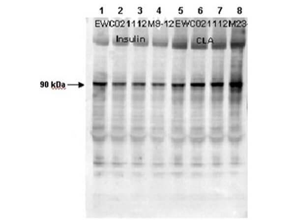 p03512 3 gys1 primary antibodies wb testing 2