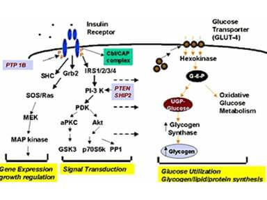 Diagram of glycogen synthase as a component of insulin signal transduction pathways
