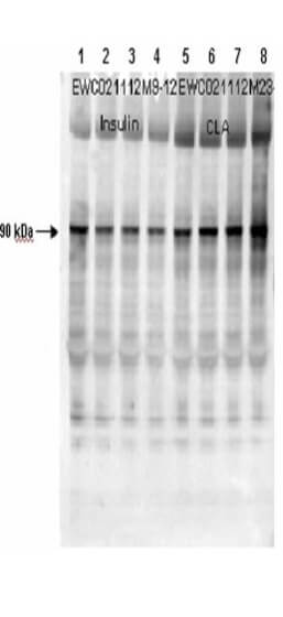 Affinity Purified Phospho-specific pS641 antibody to human muscle Glycogen Synthase (GS)
