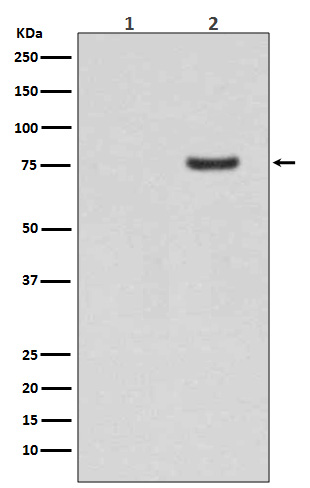 p03794 wb