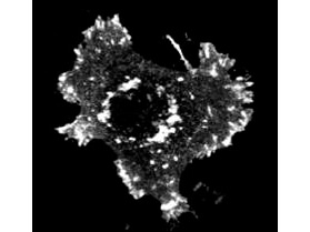 p03848 asap1 primary antibodies if testing 1