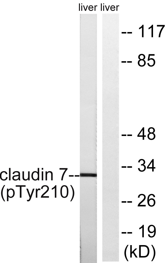 Western blot analysis of lysates from rat liver, using Claudin 7 (Phospho-Tyr210) Antibody