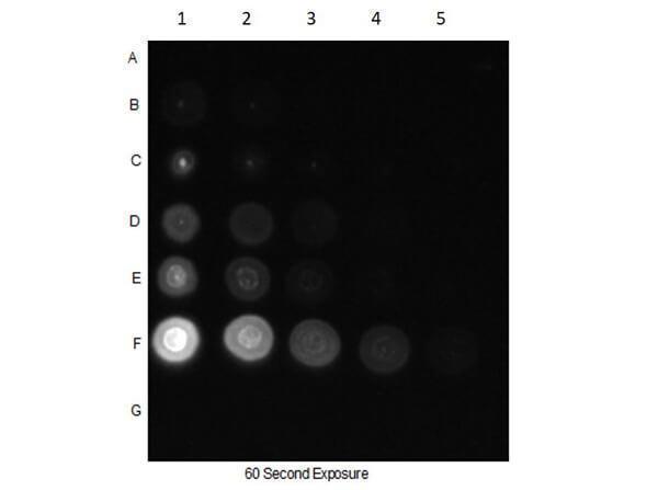 p03905 cdc27 primary antibodies dot blot testing 2