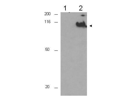p03905 cdc27 primary antibodies wb testing 1