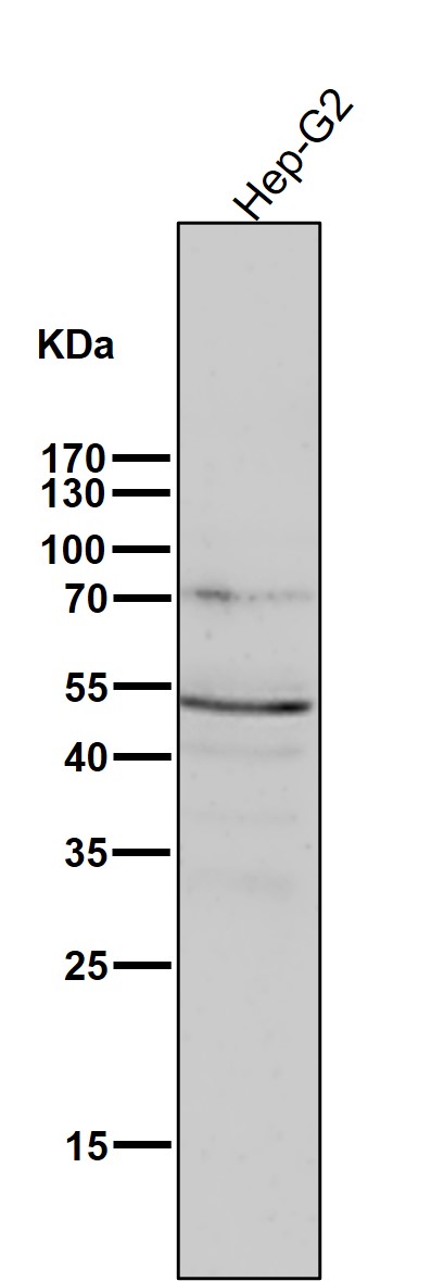 p03911 wb9