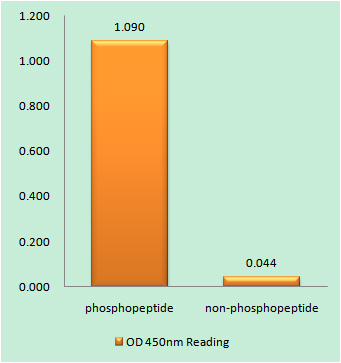 Enzyme-Linked Immunosorbent Assay (Phospho-ELISA) for Immunogen Phosphopeptide (Phospho-left) and Non-Phosphopeptide (Phospho-right), using NEK9 (Phospho-Thr210) Antibody