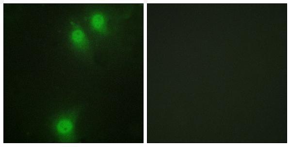 Immunofluorescence analysis of HeLa cells, using NEK9 (Phospho-Thr210) Antibody