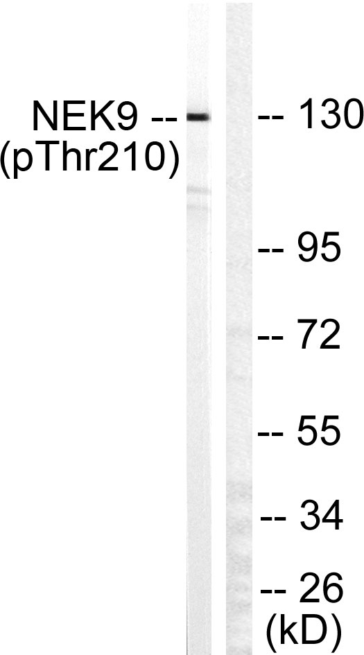 p04660 nek9 primary antibodies wb testing 4