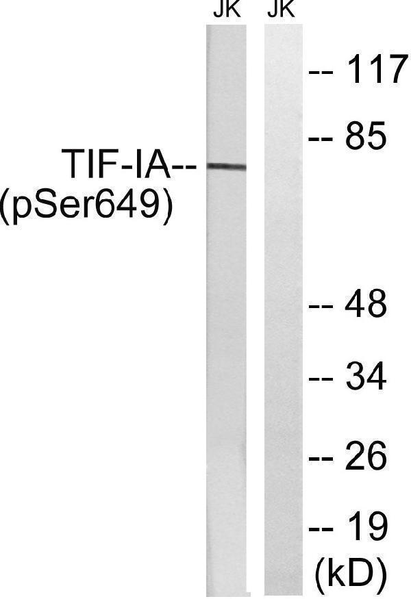 p05439 rrn3 primary antibodies wb testing 3