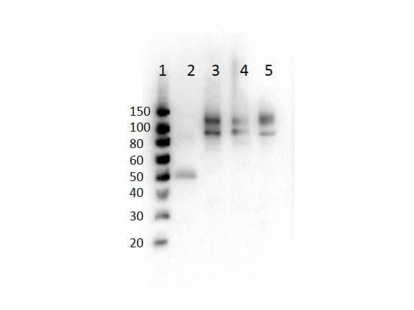 p05599 odf2 primary antibodies wb testing 1