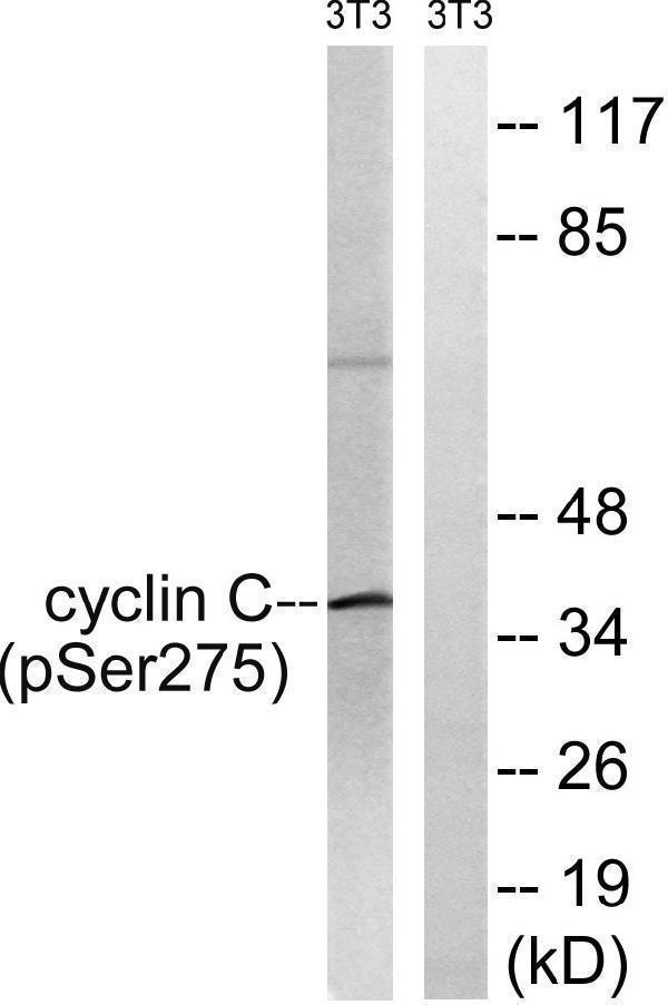 Western blot analysis of lysates from NIH/3T3 cells treated with UV 15