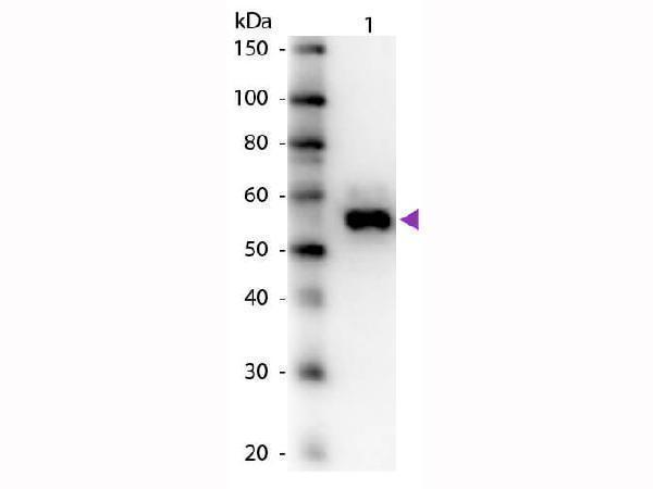 p06115 alp1 primary antibodies wb testing 1