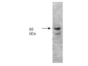 p06115 alp1 primary antibodies wb testing 2