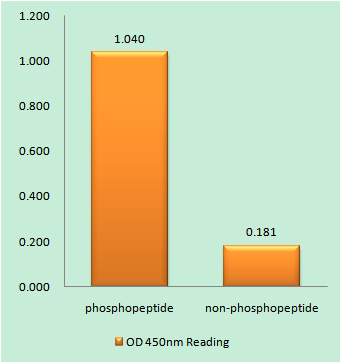 Enzyme-Linked Immunosorbent Assay (Phospho-ELISA) for Immunogen Phosphopeptide (Phospho-left) and Non-Phosphopeptide (Phospho-right), using RapGEF1 (Phospho-Tyr504) Antibody