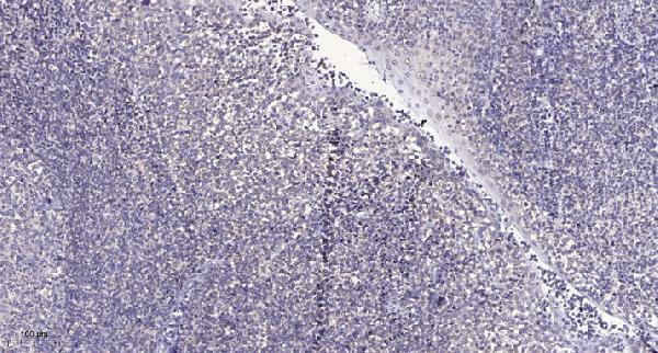 Immunohistochemical analysis of paraffin-embedded human tonsil