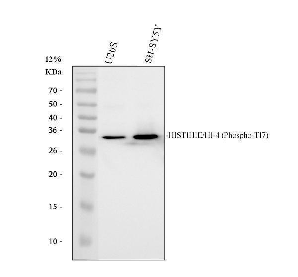 p06652 hist1h1e primary antibodies wb testing 1