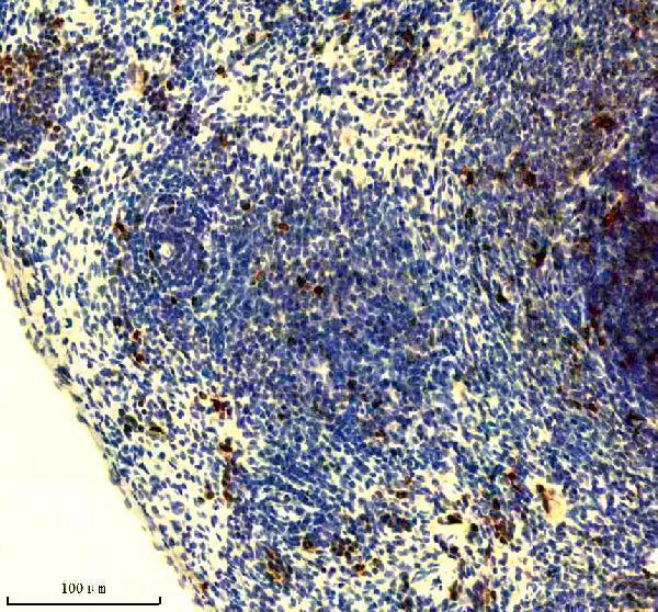 p06652 p h1 4 primary antibodies ihc testing 12