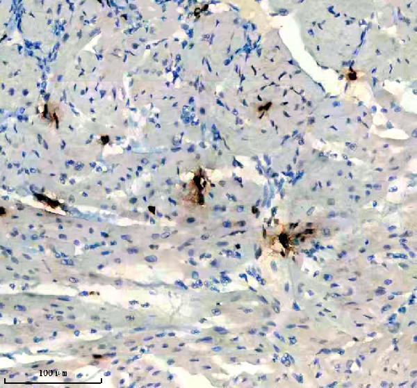 p06652 p h1 4 primary antibodies ihc testing 13