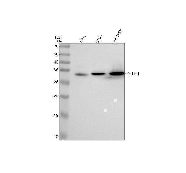 p06652 p h1 4 primary antibodies wb testing 2