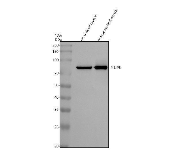 p06762 1 p lipe primary antibodies wb testing 1