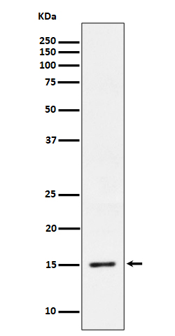 Western blot analysis of Phospho-Histone H3