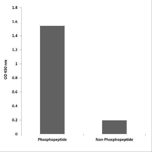 Enzyme-Linked Immunosorbent Assay (Phospho-ELISA) for Immunogen Phosphopeptide (Phospho-left) and Non-Phosphopeptide (Phospho-right), using Tensin-2 (Phospho-Tyr483) Antibody