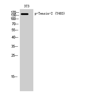 Western Blot analysis of 3T3 cells using Phospho-Tensin-2 (Y483) Polyclonal Antibody diluted at 1:2000