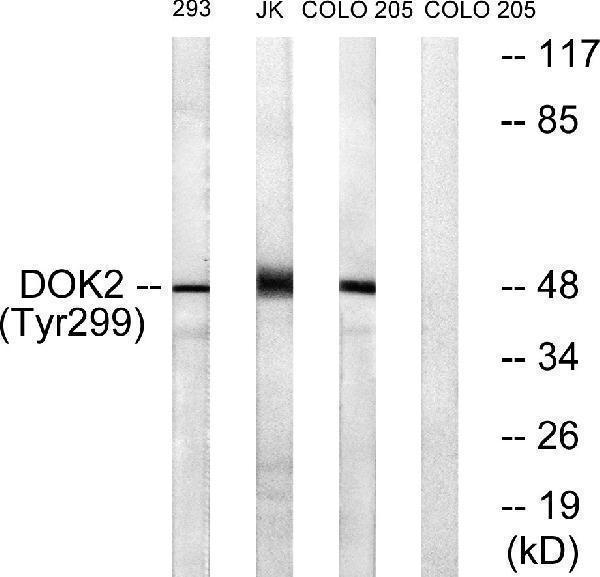 p07956 1 dok2 primary antibodies wb testing 3