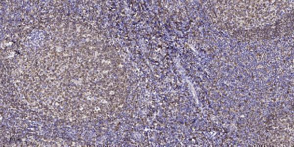p08182 cldn6 primary antibodies ihc testing 1