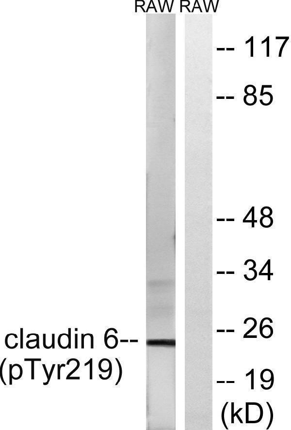 p08182 cldn6 primary antibodies wb testing 2
