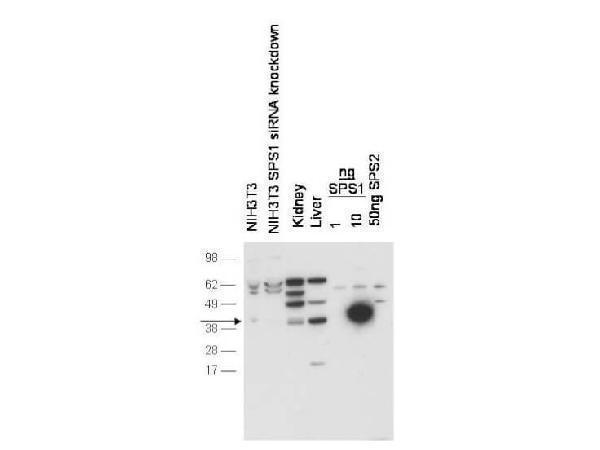p10102 sephs1 primary antibodies wb testing 1