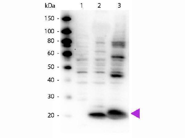 p11637 1 myl12a primary antibodies wb testing 1