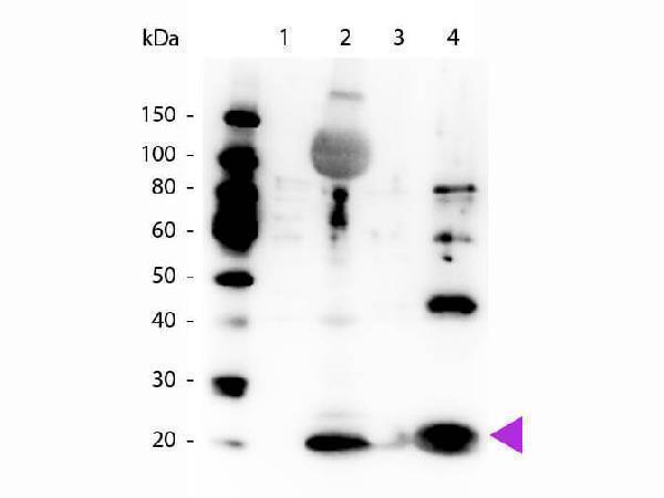 p11637 1 myl12a primary antibodies wb testing 3