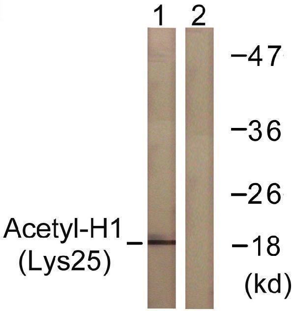 p12111 h1foo primary antibodies wb testing 2