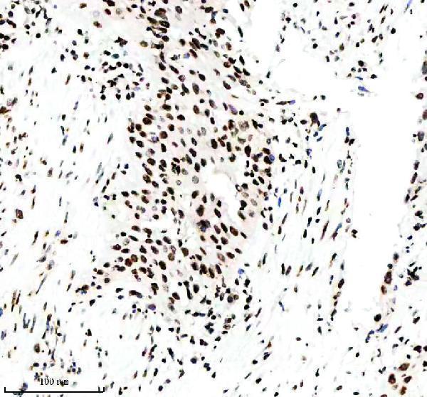 p12477 2 histone h3 primary antibodies ihc testing 10