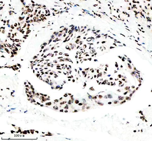 p12477 2 histone h3 primary antibodies ihc testing 11