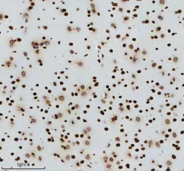 p12477 2 histone h3 primary antibodies ihc testing 12