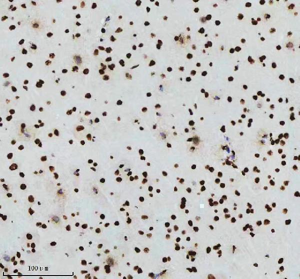 p12477 2 histone h3 primary antibodies ihc testing 13_1