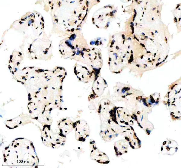 p12477 2 histone h3 primary antibodies ihc testing 2