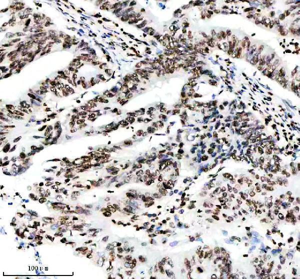 p12477 2 histone h3 primary antibodies ihc testing 4