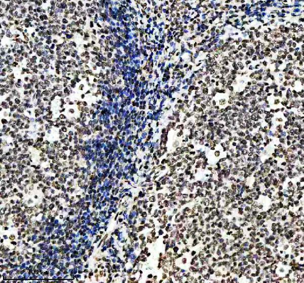 p12477 2 histone h3 primary antibodies ihc testing 6