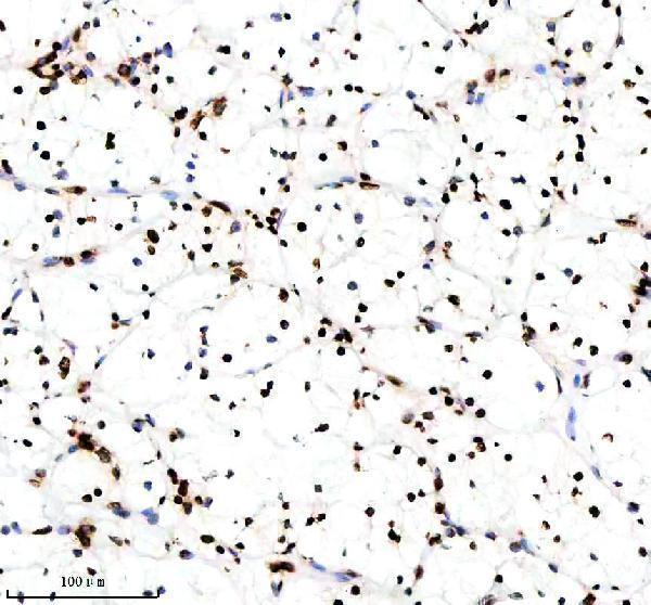 p12477 2 histone h3 primary antibodies ihc testing 7