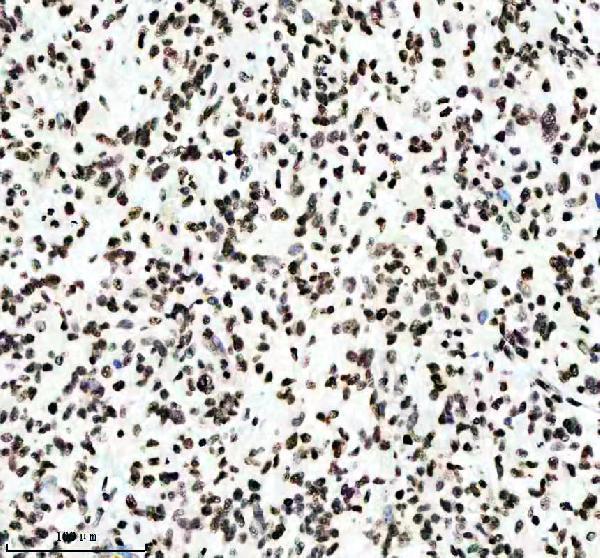 p12477 2 histone h3 primary antibodies ihc testing 8